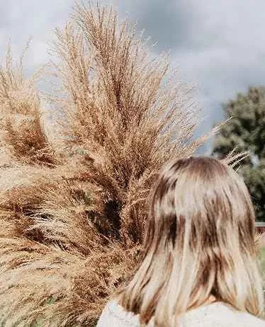 عشب البامباس-pampas grass