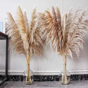 عشب البامباس-pampas grass