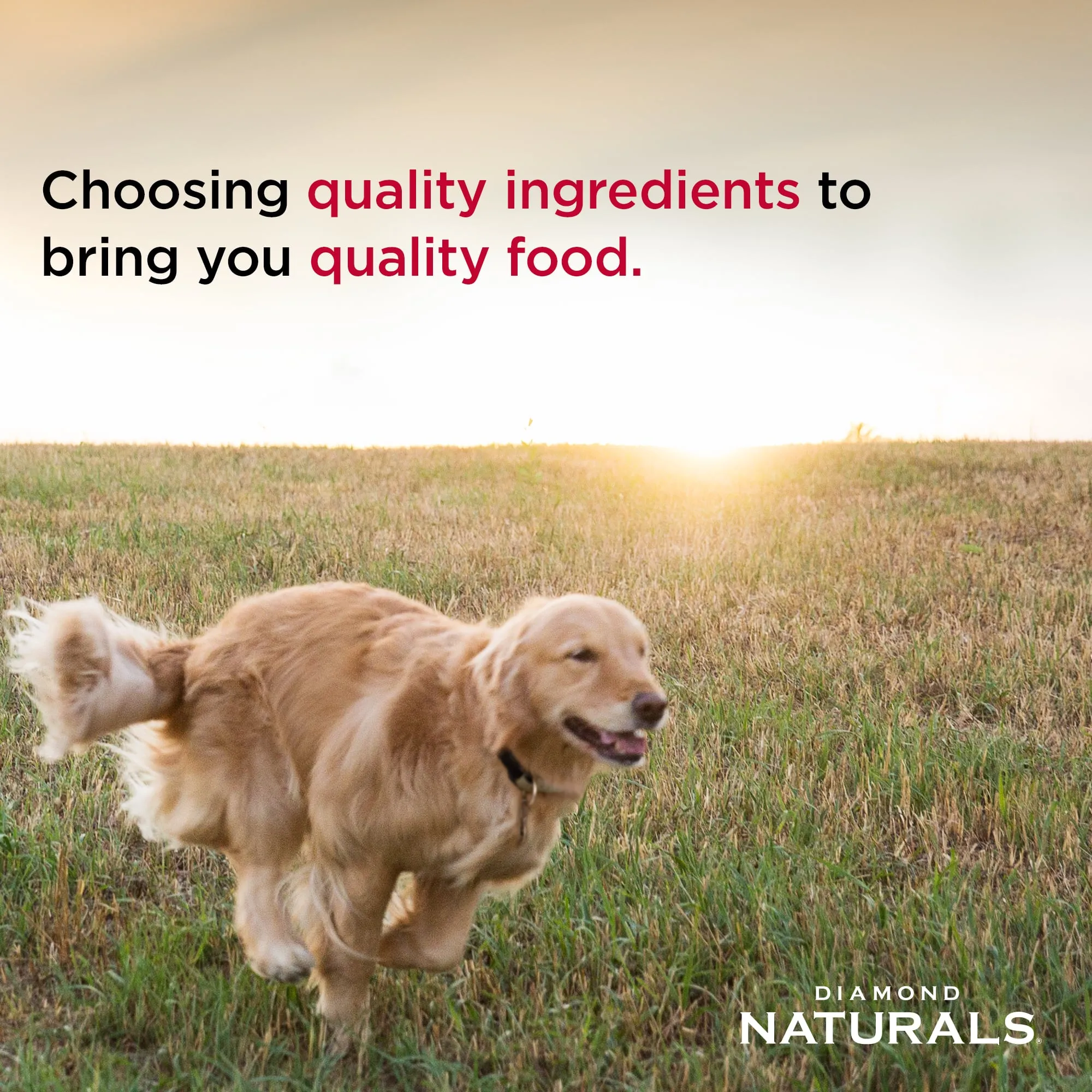 Diamond Naturals - Skin & Coat Salmon & Potato Formula Dry Dog Food 15lb