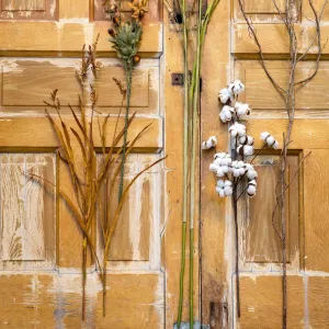 Pasture Grass Assortment