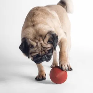 Pidan Treat Dispenser Dog Ball - RED